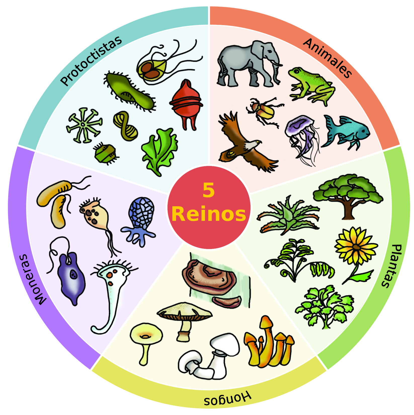 Clasificación de los seres vivos